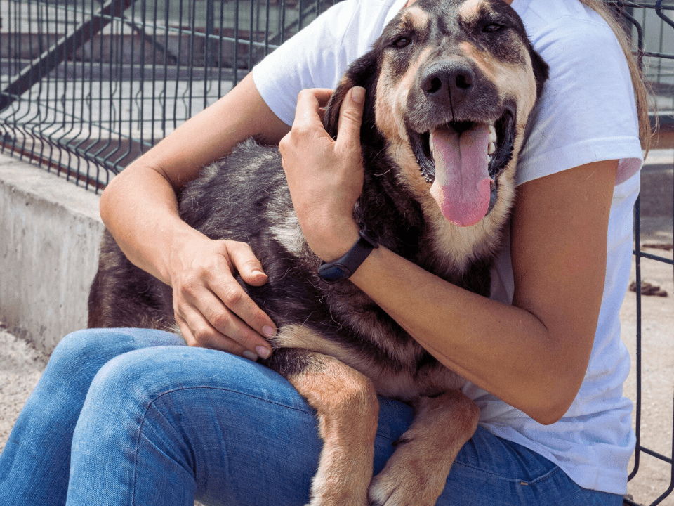 Pet